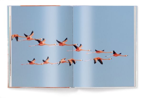 Book cover of Flamingo, featuring a close up of flamingo. Published by teNeues Books.