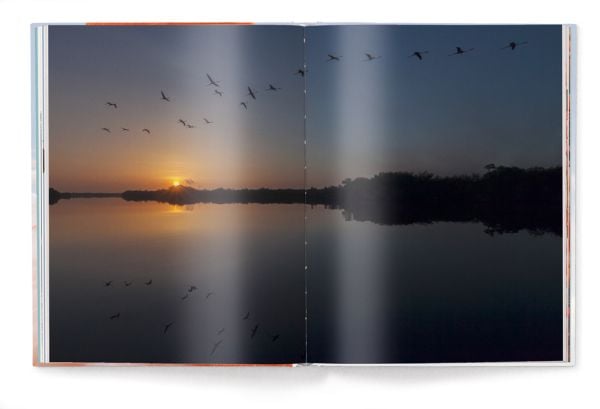 Book cover of Flamingo, featuring a close up of flamingo. Published by teNeues Books.