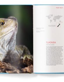 Iguana with a small lizard sitting on its head, bright blue cover, ONE OF A KIND in pink font above by teNeues.