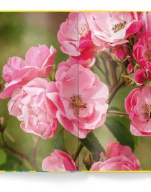 Two light pink roses on green stems, on yellow cover of 'Roses' by teNeues Books.