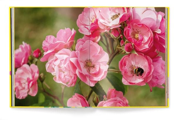 Book cover of Roses, with a single light pink rose. Published by teNeues Books.