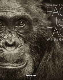 Book cover of Face to Face, With the Great Apes, with a close-up portrait of chimpanzee. Published by teNeues Books.
