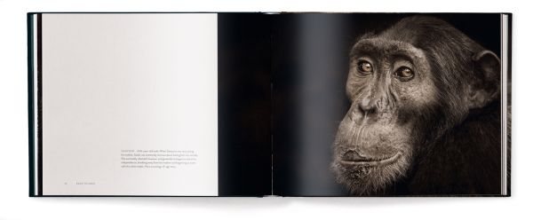 Book cover of Face to Face, With the Great Apes, with a close-up portrait of chimpanzee. Published by teNeues Books.