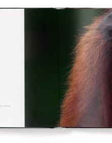 Book cover of Face to Face, With the Great Apes, with a close-up portrait of chimpanzee. Published by teNeues Books.