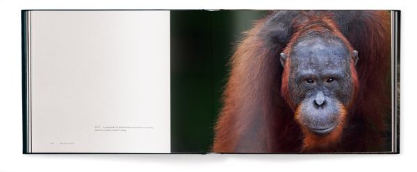 Book cover of Face to Face, With the Great Apes, with a close-up portrait of chimpanzee. Published by teNeues Books.