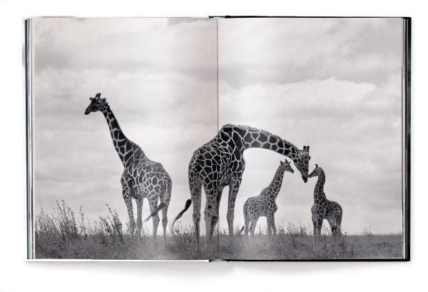 Book cover of Beusker, Look into my Eyes, with a black panther with silvery-grey eyes staring at the camera. Published by teNeues Books.