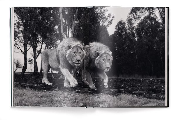 Book cover of Beusker, Look into my Eyes, with a black panther with silvery-grey eyes staring at the camera. Published by teNeues Books.