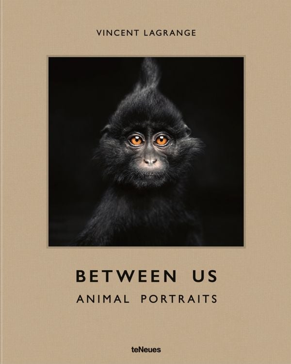Book cover of Vincent Lagrange's photography book Between Us: Animal Portraits, features a little black crested mangabey monkey. Published by teNeues Books.