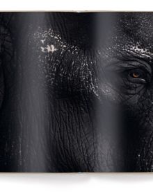 Book cover of Vincent Lagrange's photography book Between Us: Animal Portraits, features a little black crested mangabey monkey. Published by teNeues Books.
