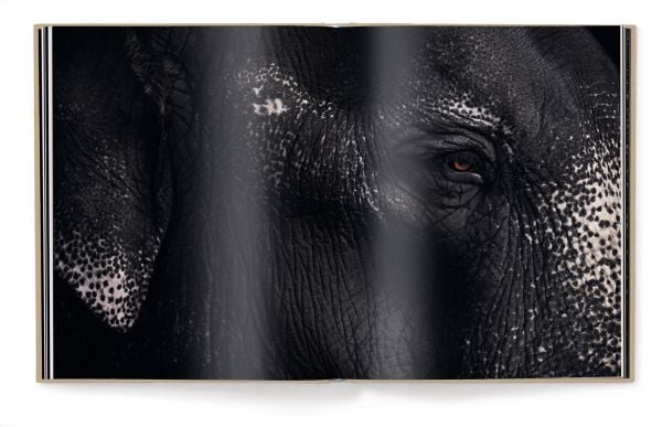 Book cover of Vincent Lagrange's photography book Between Us: Animal Portraits, features a little black crested mangabey monkey. Published by teNeues Books.