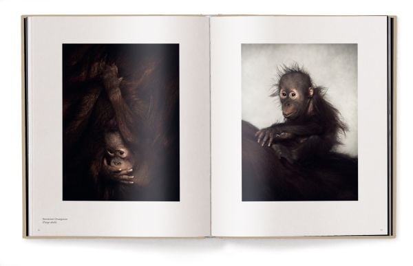 Book cover of Vincent Lagrange's photography book Between Us: Animal Portraits, features a little black crested mangabey monkey. Published by teNeues Books.
