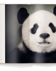 Book cover of Vincent Lagrange's photography book Between Us: Animal Portraits, features a little black crested mangabey monkey. Published by teNeues Books.