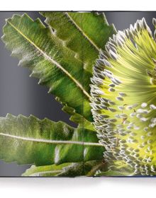 Close-up of purple petals of flower showing veins, on cover of 'Floral', by teNeues.