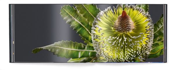 Close-up of purple petals of flower showing veins, on cover of 'Floral', by teNeues.