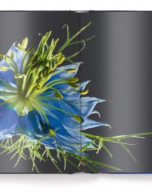 Close-up of purple petals of flower showing veins, on cover of 'Floral', by teNeues.