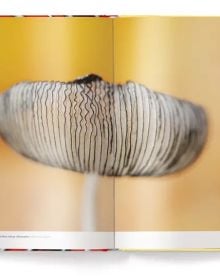Book cover of Wonderland: The Secret World of Mushrooms, with close-up of mushroom ridges. Published by teNeues Books.