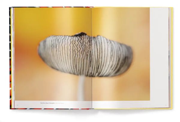 Book cover of Wonderland: The Secret World of Mushrooms, with close-up of mushroom ridges. Published by teNeues Books.