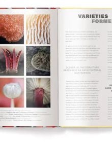 Book cover of Wonderland: The Secret World of Mushrooms, with close-up of mushroom ridges. Published by teNeues Books.