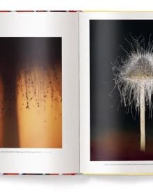 Book cover of Wonderland: The Secret World of Mushrooms, with close-up of mushroom ridges. Published by teNeues Books.