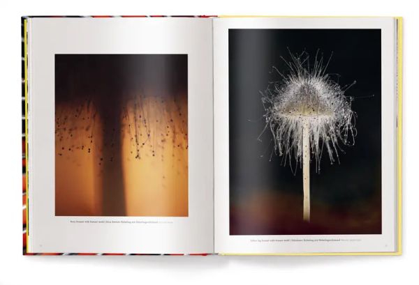 Book cover of Wonderland: The Secret World of Mushrooms, with close-up of mushroom ridges. Published by teNeues Books.