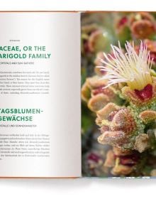 Book cover of Succulents, with a flowering yellow cactus. Published by teNeues Books.