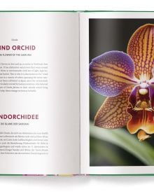 Print of pink and yellow orchid, on green cover of 'Orchids', by teNeues Books.