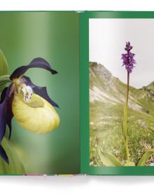 Book cover of Orchids, with a pink and yellow orchid. Published by teNeues Books.