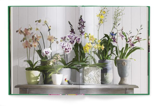 Book cover of Orchids, with a pink and yellow orchid. Published by teNeues Books.