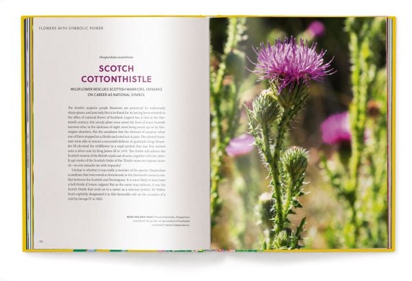 Yellow book cover of Anja Klaffenbach's Wild Flowers, with a a bouquet of pink and yellow flowers. Published by teNeues Books.