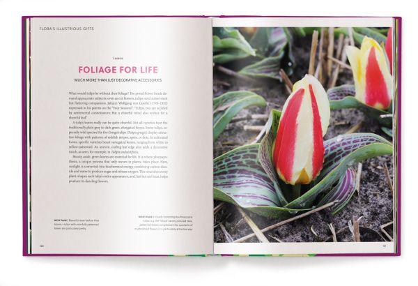 Purple book cover of Tulips, with four pink flowers. Published by teNeues Books.