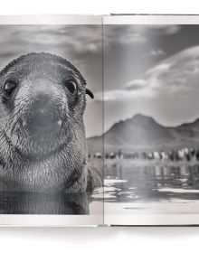 Book cover of Harry Skeggs' Creation: Masterpieces from the Natural World, with a brown bear walking past a mountain. Published by teNeues Books.