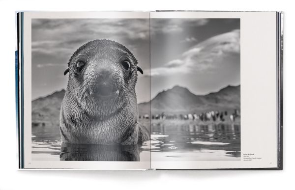 Book cover of Harry Skeggs' Creation: Masterpieces from the Natural World, with a brown bear walking past a mountain. Published by teNeues Books.