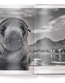 Book cover of Harry Skeggs' Creation: Masterpieces from the Natural World, with a brown bear walking past a mountain. Published by teNeues Books.