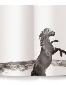 Book cover of Drew Doggett's Untamed Spirits: Horses from Around the World, with a white horse. Published by teNeues Books.