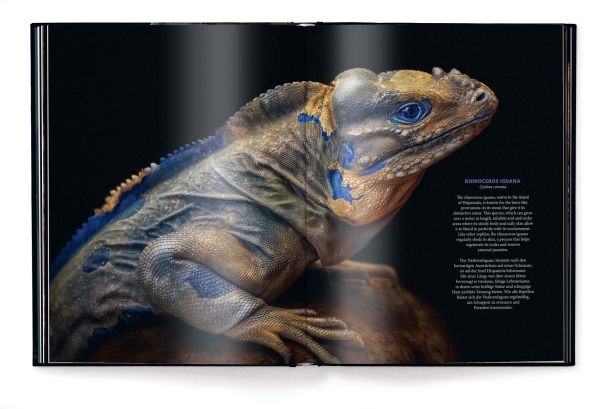 Book cover of WildLOVE, featuring a elephant her calf. Published by teNeues Books.