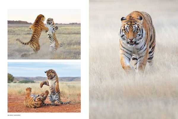 Book cover of Marsel van Oosten's Mother: A Tribute to Mother Earth, with an elephant standing near a waterfall. Published by teNeues Books.