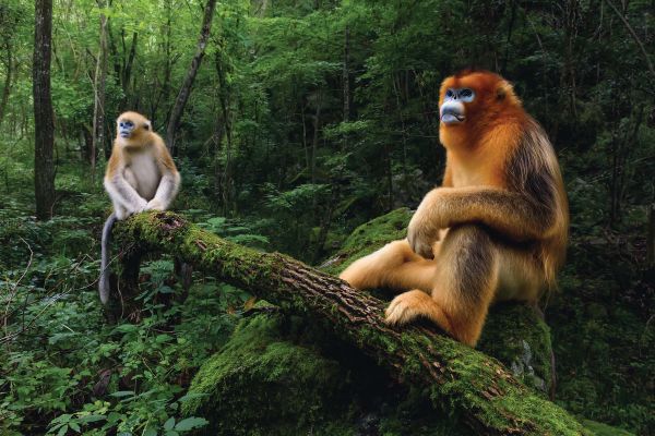 Book cover of Marsel van Oosten's Mother: A Tribute to Mother Earth, with an elephant standing near a waterfall. Published by teNeues Books.