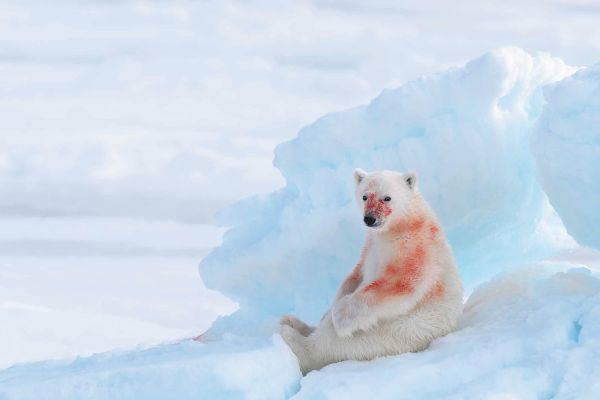 Book cover of Marsel van Oosten's Mother: A Tribute to Mother Earth, with an elephant standing near a waterfall. Published by teNeues Books.