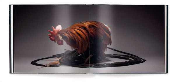 Book cover of Feathered Elegance: A Photographic Celebration of Chickens; featuring a beautifully coloured top hat chicken. Published by teNeues Books.