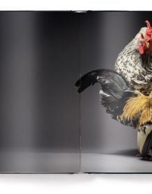Book cover of Feathered Elegance: A Photographic Celebration of Chickens; featuring a beautifully coloured top hat chicken. Published by teNeues Books.