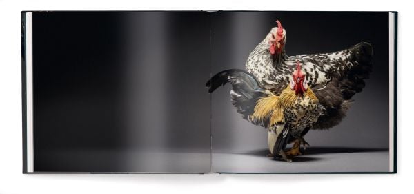 Book cover of Feathered Elegance: A Photographic Celebration of Chickens; featuring a beautifully coloured top hat chicken. Published by teNeues Books.