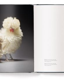 Book cover of Feathered Elegance: A Photographic Celebration of Chickens; featuring a beautifully coloured top hat chicken. Published by teNeues Books.