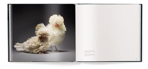 Book cover of Feathered Elegance: A Photographic Celebration of Chickens; featuring a beautifully coloured top hat chicken. Published by teNeues Books.