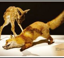 Art catalogue cover of Nasan Tur: Hunted, with a soft spot-light on a dead baby deer. Published by Verlag Kettler.