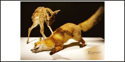 Art catalogue cover of Nasan Tur: Hunted, with a soft spot-light on a dead baby deer. Published by Verlag Kettler.