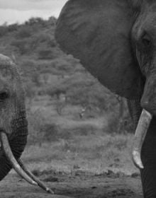 Book cover of Wonder and the World: A Childhood Among the Species, featuring a duotone photograph of a person looking at a large whale swimming near the sea's surface. Published by Verlag Kettler.