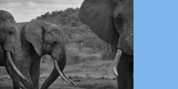 Book cover of Wonder and the World: A Childhood Among the Species, featuring a duotone photograph of a person looking at a large whale swimming near the sea's surface. Published by Verlag Kettler.