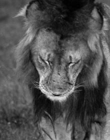 Book cover of Wonder and the World: A Childhood Among the Species, featuring a duotone photograph of a person looking at a large whale swimming near the sea's surface. Published by Verlag Kettler.