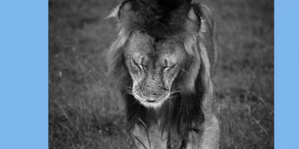 Book cover of Wonder and the World: A Childhood Among the Species, featuring a duotone photograph of a person looking at a large whale swimming near the sea's surface. Published by Verlag Kettler.