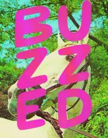 Book cover of Stef Mosebach's Queer Horses, with a foal behind a stencilled title. Published by Verlag Kettler.